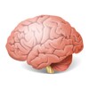 IQ And Personality Tests.