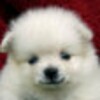 ISlider Dogs