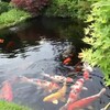 Japanese Koi Fish