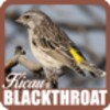 Kicau Blackthroat