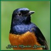 Kicau Master Burung