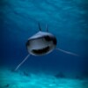 Killer Shark Live Wallpaper