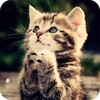 Kitten Wallpaper