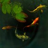 Koi Fish 3D