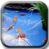 Koi Fish Pond II