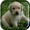 Labrador Puppy Live Wallpaper