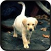 Labrador Wallpapers