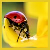 Ladybug Wallpapers