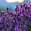 Lavender Live Wallpaper