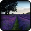 Lavender Wallpapers