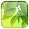 Leaf Live Wallpaper