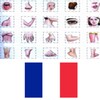 Learn Body Parts In French