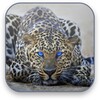 Leopard Video Wallpaper