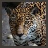 Leopard Wallpapers