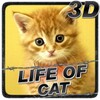 Life Of Cat