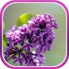 Lilac Live Wallpaper