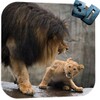 Lion Live Wallpaper