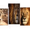 Lion Wallpaper