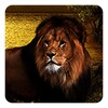 Lions Live Wallpaper