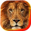 Lions Sounds HD Live Wallpaper