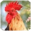 Listen To Animal Sounds - Free
