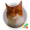 Live HD Cat Wallpaper