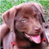 Lovable Labs Live Wallpaper