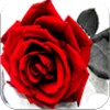 Love Romantic Images