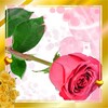 Love Roses HD Live Wallpaper