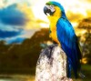 Macaw By Maverick