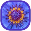Macro Wallpapers