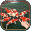 Magic Touch : Koi Fish