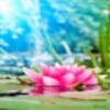 Magic Water Lotus LWP