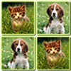 Matching Madness - Animals