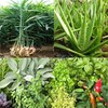 Medicinal Plants