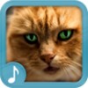 Meowing Cat Sounds