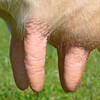 Milk It