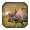 Moose Hunting Calls