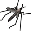 Mosquito Sound