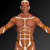 Muscles 3D