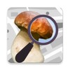 Mushroom Identificator