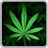 My Ganja Live Wallpaper