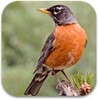 North American Birds Sounds