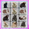 Onet Pet Animals