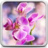 Orchid Live Wallpaper