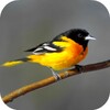 Oriole Bird Sounds
