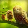 Owls Trial