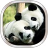 Panda Live Wallpaper