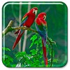 Parrot Live Wallpaper