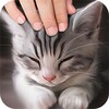 Pat A Cat